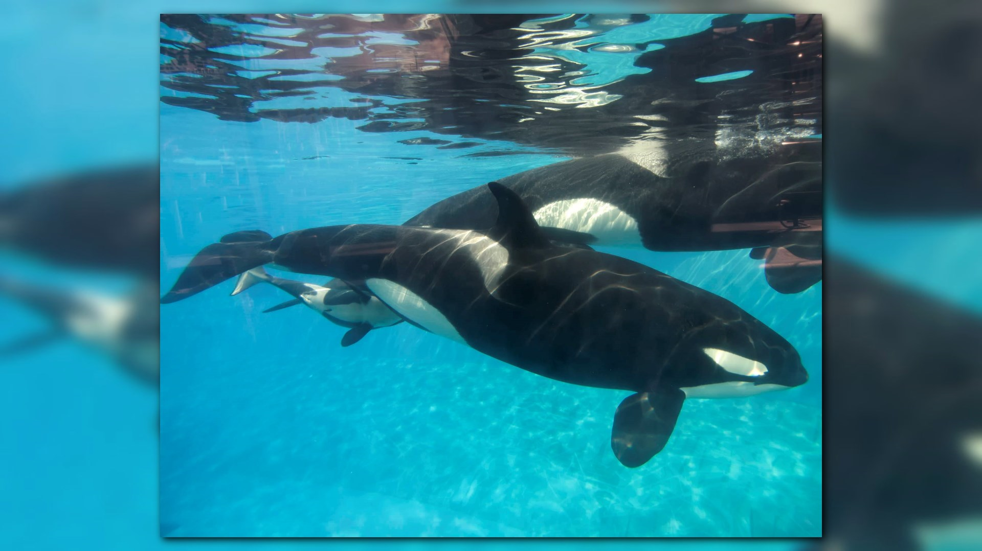 Baby Killer Whales